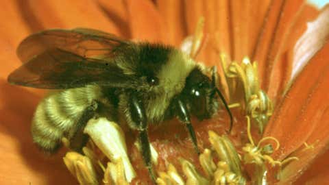 A bumble bee. (Clemson University/USDA Cooperative Extension Slide Series/Bugwood.org)