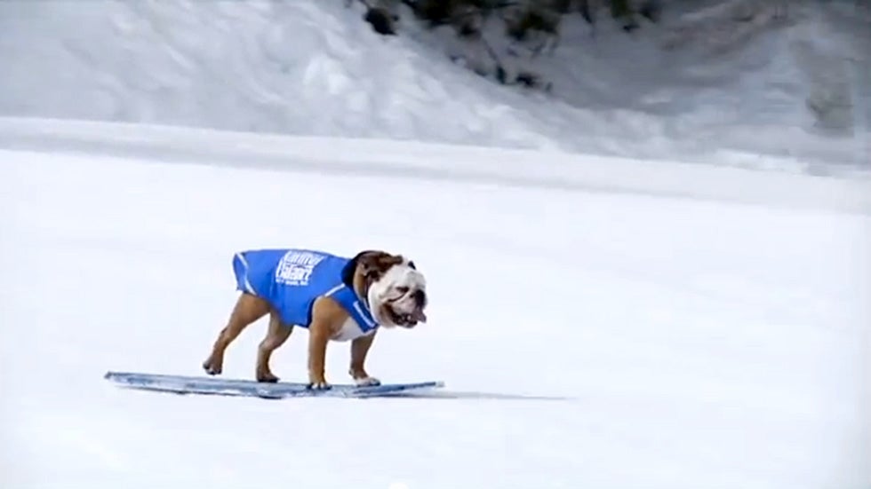 A group of bulldogs hit the slopes at Mountain High. (YouTube/mthighresort)