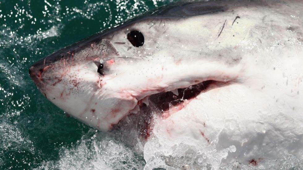  A Great White Shark is attracted by a lure on the 'Shark Lady Adventure Tour' on October 19, 2009 in Gansbaai, South Africa. (Photo by Dan Kitwood/Getty Images) 
