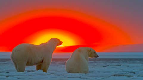 They're usually pictured against a bright white backdrop but this family of polar bears was bathed in vibrant reds, yellows and oranges as they watched a glorious sunset in Alaska. (Sylvain Cordier/Ardea/Caters News Agency)