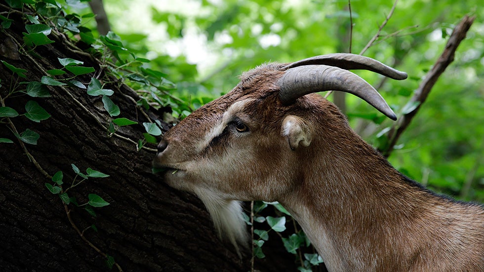 These eco-goats spent a week this past summer at the Congressional Cemetery in Washington, D.C., working to eliminate vines, poison ivy and ground cover while fertilizing the ground. (Win McNamee/Getty Images)