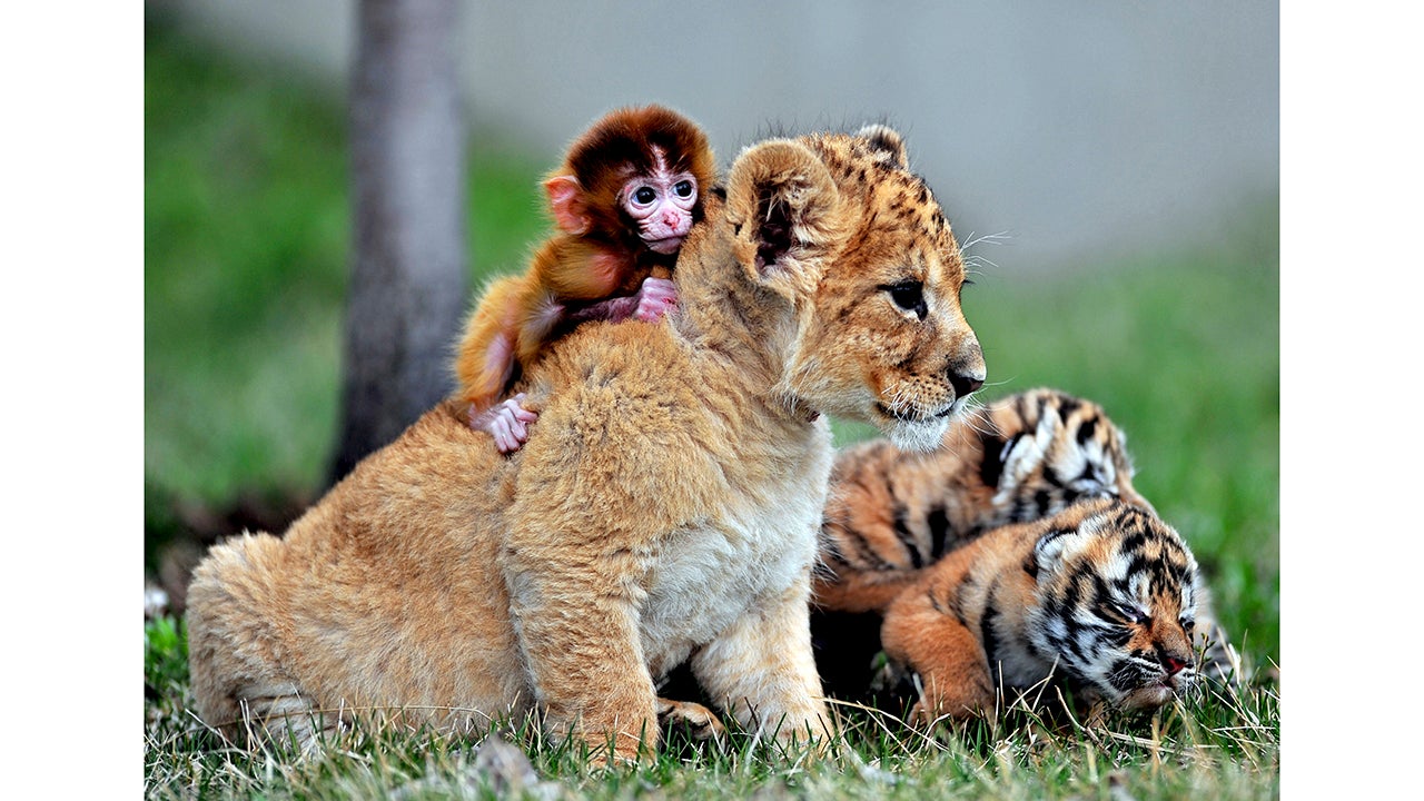 Adorable Animal Friendships Unlikely Pairings Will Melt Your Heart The Weather Channel Articles From The Weather Channel Weather Com