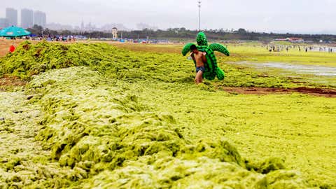 This picture taken on July 22, 2015 shows a youth walking through algae at a beach in Qingdao, in eastern China's Shandong province. The algal phenomenon, an annual occurrence in Qingdao, is usually caused by an abundance of nutrients in the water, especially phosphorus, although the triggers for the enormous blooms which began to appear in the Yellow Sea in 2007 remain uncertain. (STR/AFP/Getty Images)