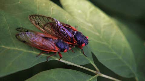 The cicada is one of millions that emerged in the Great Lakes in June 2007. (Image: Scott Olson/Getty Images) 