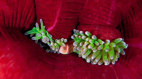Vivid Life Beneath The Deep Blue Sea Photos The Weather Channel Articles From The Weather Channel Weather Com Vivid Life Beneath The Deep Blue Sea Photos The Weather Channel Articles From The Weather Channel Weather Com