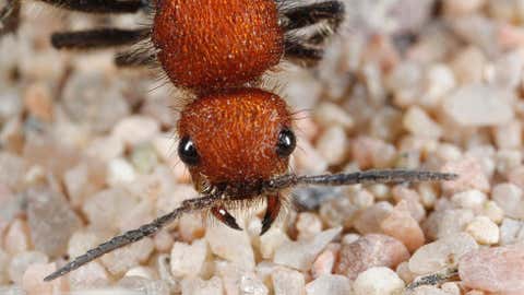 A velvet ant. (Joseph Berger/Bugwood.org)