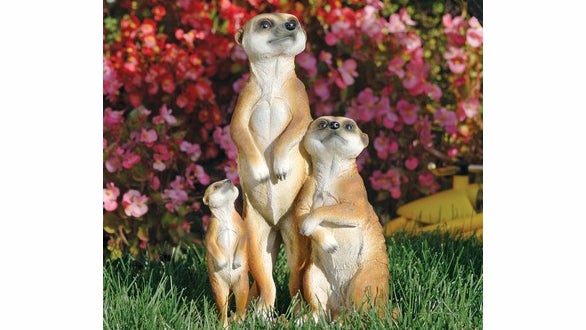 Meerkats travel in pairs. (Image: Skymall.com)