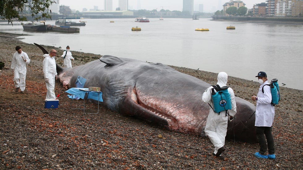A beached whale art installation by the Belgian collective 'Captain Boomer' lies on the shore of the river Thames at Greenwich on June 20, 2013 in Greenwich, England. (Oli Scarff/Getty Images)