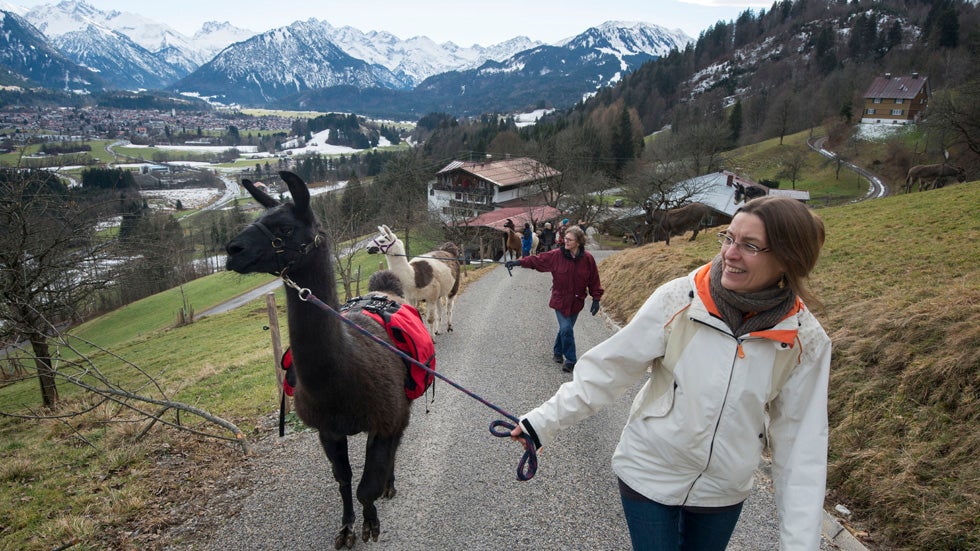 Vacationers lead a group of llamas along a mountain range in the Bavarian Alps on December 28, 2013 during a llama trekking tour near Oberstdorf, Germany.  (Thomas Lohnes/Getty Images)