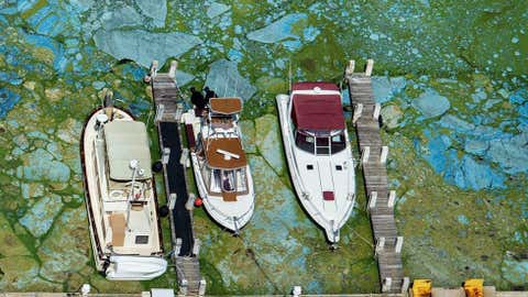 Boats docked at Central Marine in Stuart, Fla., are surrounded by blue green algae, Wednesday, June 29, 2016. ( Greg Lovett/The Palm Beach Post via AP)