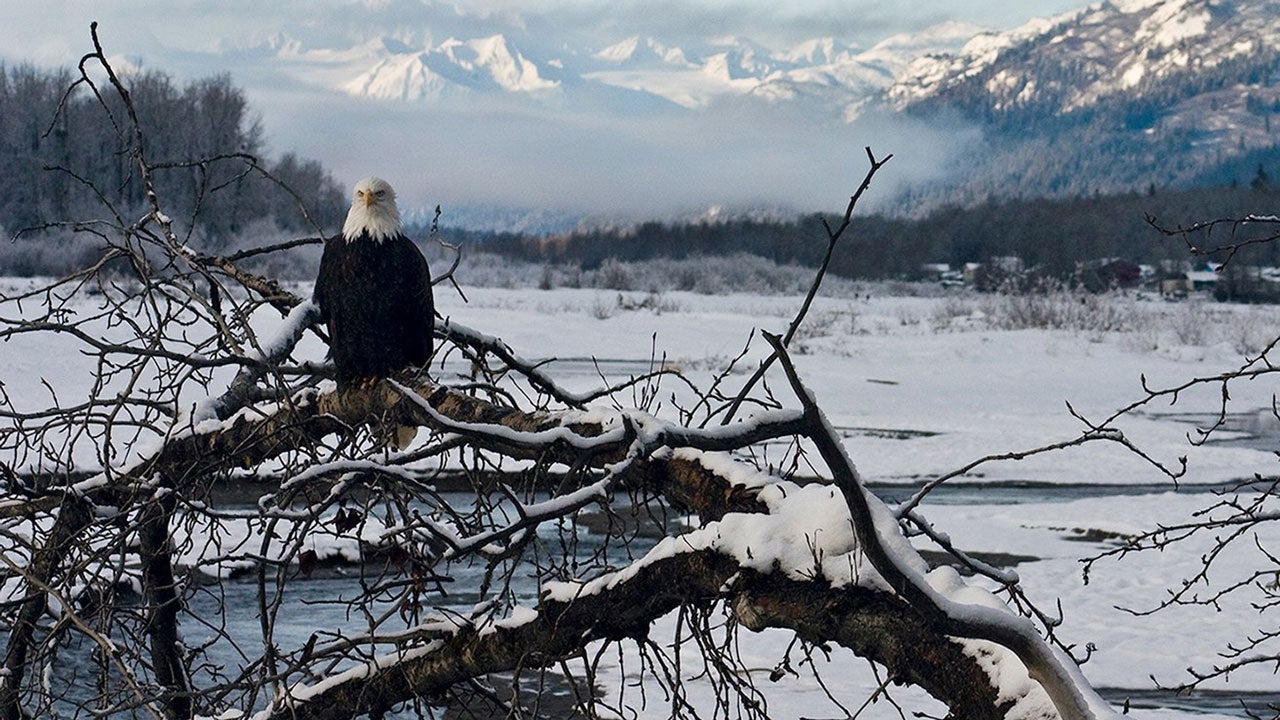 In this undated photo provided by the American Bald Eagle Foundation, a bald eagle perches on a tree branch along the Chilkat River within the Alaska Chilkat Bald Eagle Preserve outside Haines, Alaska. The preserve is about 10 miles downstream from a copper and zinc prospect that could someday be developed into a hard rock mine. Critics say a spill from mining operations could harm salmon in the rivers of the preserve, where up to 4,000 eagles gather each winter to feed on the fish after they spawn.