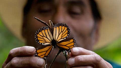 In the photo above, a guide holds up a damaged and dying butterfly at the monarch butterfly reserve in Piedra Herrada, Mexico State, Mexico, on Nov. 12, 2015. Storms caused a big spike in the number of trees blown down or lost to heavy branch damage in forests where migrating monarch butterflies spend the winter in central Mexico, experts reported on Aug. 23, 2016.