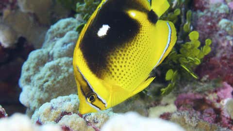 A Fourspot butterflyfish (Chaetodon quadrimaculatus) feeding within a coral reef. This species is named for the distinct white marks on the tops of both sides of its black and yellow body. June 2012; Central Pacific Ocean, Enderbury Island, The Phoenix Islands, The Republic of Kiribati.