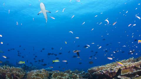 A Blacktip Reef Shark swims over a healthy coral reef within the Phoenix Islands Protected Area (PIPA). Rawaki Island, Central Pacific Ocean, The Phoenix Islands, The Republic of Kiribati June 14, 2014.