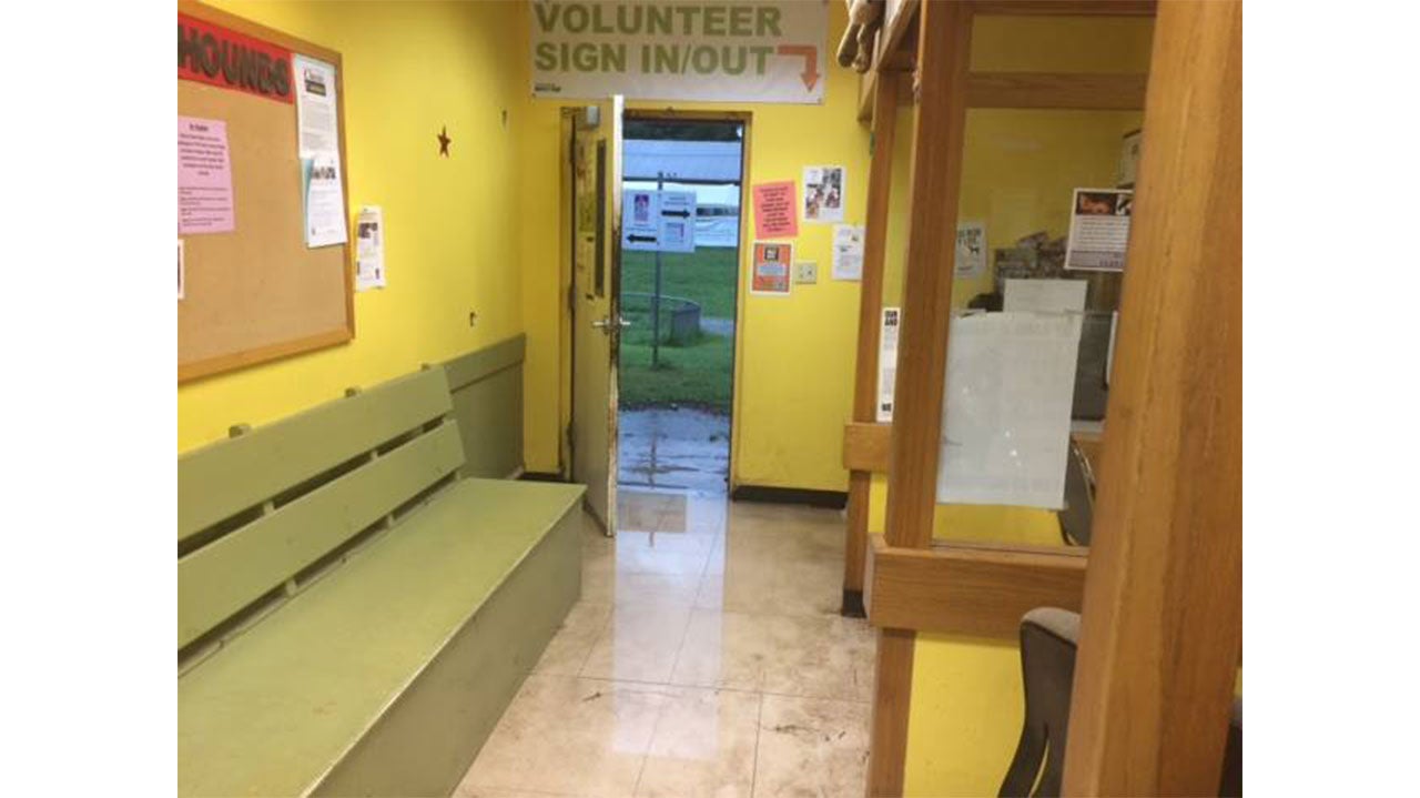 (Facebook/Austin Pets Alive!)