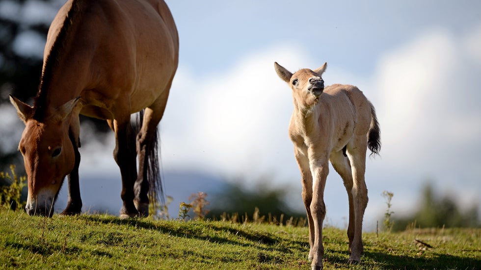 A 12-year-old mare with her new Przewalski foal at the Highland Wildlife Park on September 9, 2013 in Kingussie, Scotland. Przewalski's horses were once extinct in the wild until a small captive bred population were reintroduced in Mongolia in the 1990s and are now listed as endangered. (Jeff J Mitchell/Getty Images)