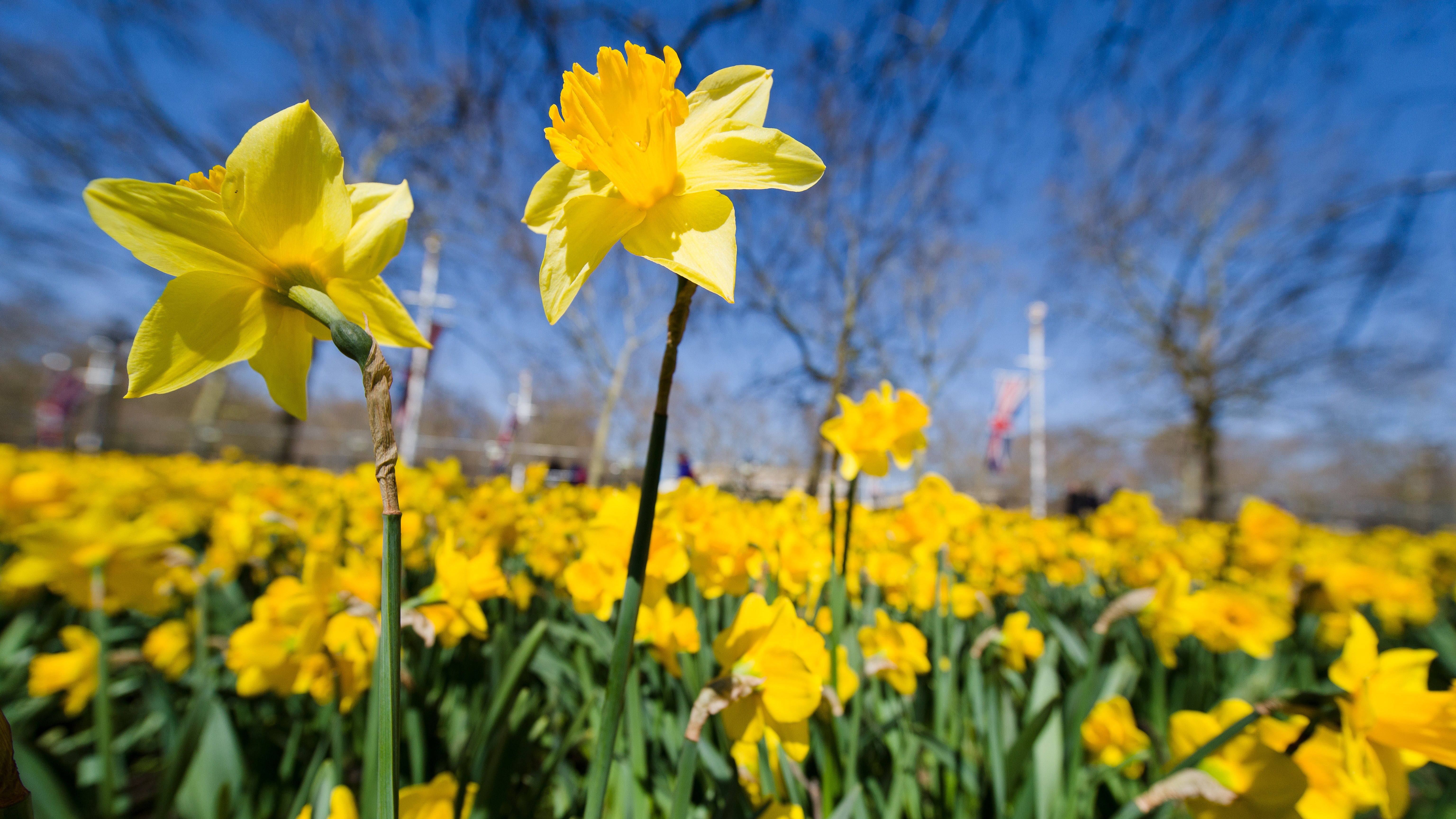 Blooming daffodils fill large sections of St James's park in central London on April 20, 2013. (LEON NEAL/AFP/Getty Images)