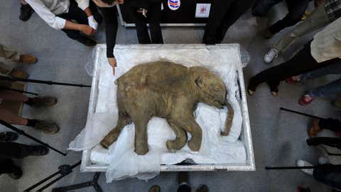 The carcass of the world's most well-preserved baby mammoth, named Lyuba, is displayed in Hong Kong on April 10, 2012.(aaron tam/AFP/Getty Images)