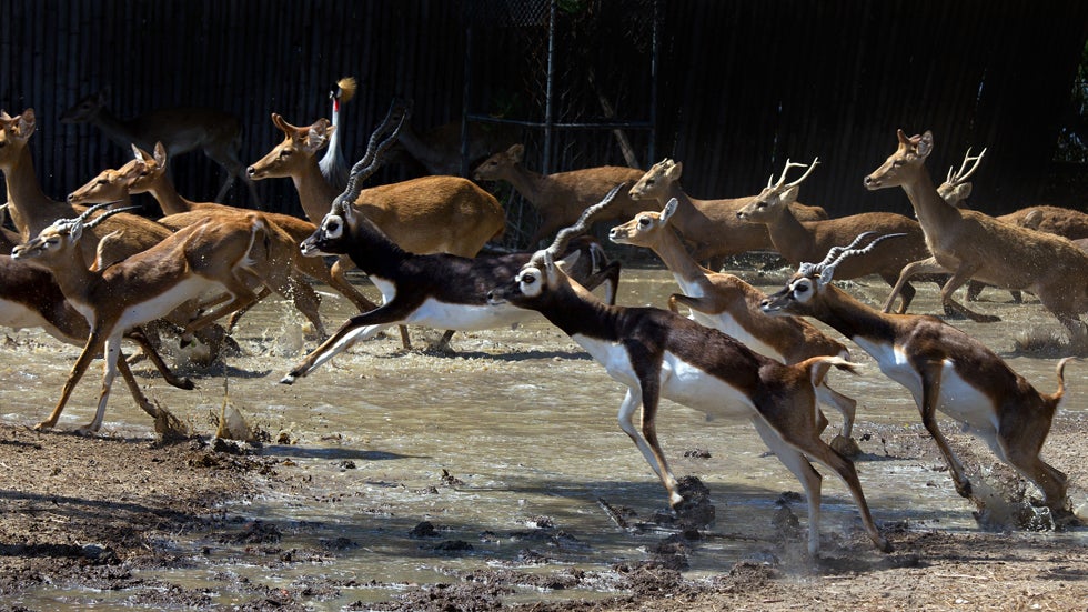 Wildlife runs through the recently flooded Safari Park located at Safari World November 2, 2011 in Bangkok, Thailand. (Paula Bronstein /Getty Images)
