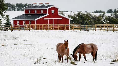 Horse graze a snow covered pasture on a farm near Cremona, Alberta, Canada, Wednesday, Sept. 10, 2014. Environment Canada has ended a snowfall warning for Calgary, and much of the rest of southwestern Alberta. (AP Photo/The Canadian Press, Jeff McIntosh)