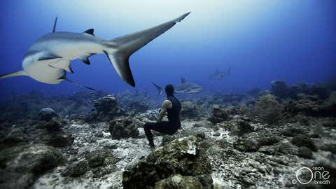 Christina and Eusebio Saenz de Santamaria have swam with many breeds of sharks, including Caribbean reef sharks. (Oneoceanonebreath.com)