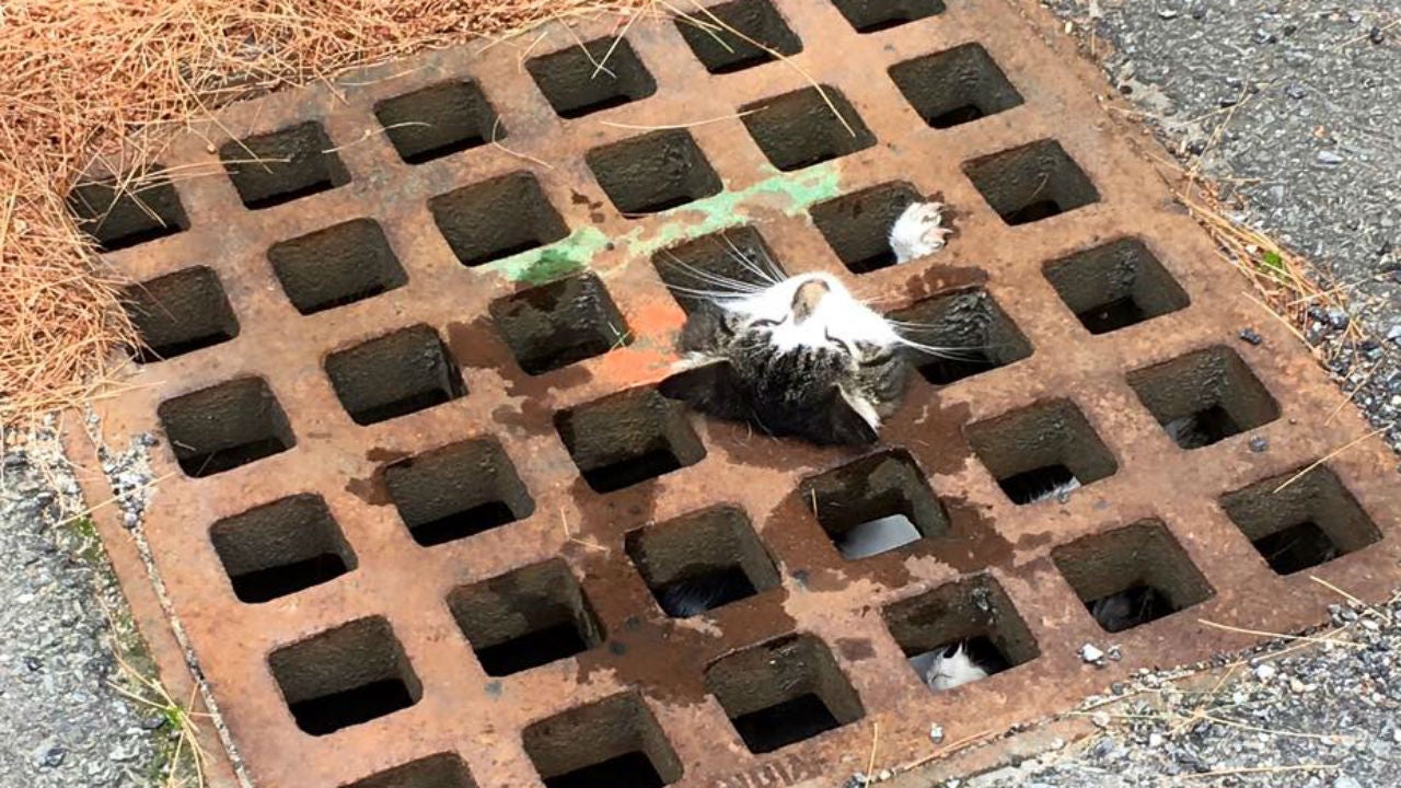 Firefighters rescue kitty stuck in storm drain.