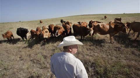 cattle rancher