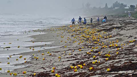 Thousands of cans and vacuum packed bricks of Cafe Bustelo brand coffee washed up on the beaches of Indialantic, Florida in December. (Tim Shortt/Florida Today via AP)