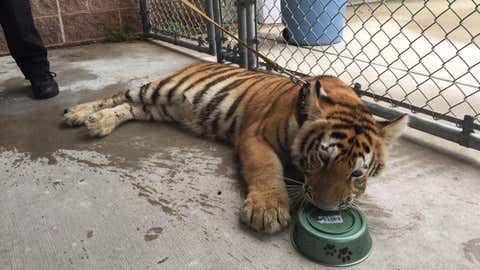 A tiger is seen here after it was found wandering the Conroe area of Houston during the floods. (Conroe Police Department)