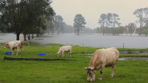 Cows