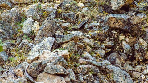 Can you spot the hidden animal in this photograph? (Art Wolfe Photography)