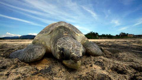 An Olive Ridley sea turtle arrives at Ixtapilla beach, in Aquila municipality on the Pacific coast of Michoacan State, Mexico, on October 13, 2013. More than 1,000 turtles are expected to arrive in the area daily this season. (HECTOR GUERRERO/AFP/Getty Images)