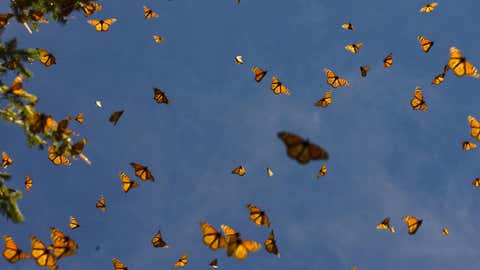 A view of monarch butterflies in the Oyamel forest at El Rosario sanctuary in Angangueo, state of Michoacan, Mexico. Every year from October to March 20 million of Monarch butterflies migrate there to breed, traveling from across the United States and Canada. They also migrate to Southern California. (LUIS ACOSTA/AFP/Getty Images)