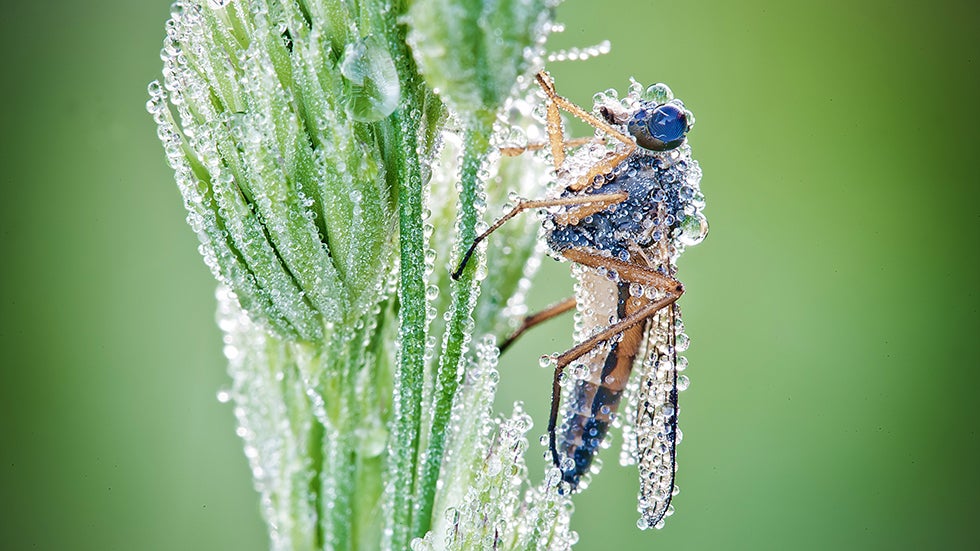 'Morning Dew' (David Chambon)