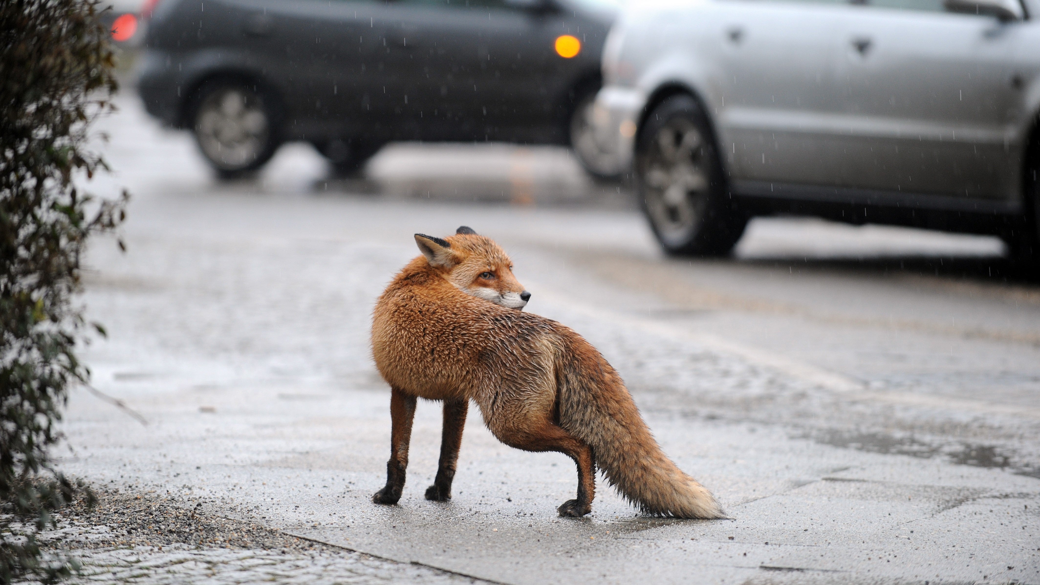 ARCHIV - Ein ausgewachsener Fuchs steht am 14.01.2011 am Mehringdamm in Berlin-Kreuzberg. Wildtiere erobern die St&auml;dte. In Magdeburg gibt es eine Projektgruppe, die sich um Konflikte k&uuml;mmert. Dabei k&ouml;nnen die B&uuml;rger selbst auch schon einiges tun. (zu dpa "Wildtiere in der Stadt - Problem oder Bereicherung?" vom 22.10.2017) Foto: J&ouml;rg Carstensen/dpa +++(c) dpa - Bildfunk+++