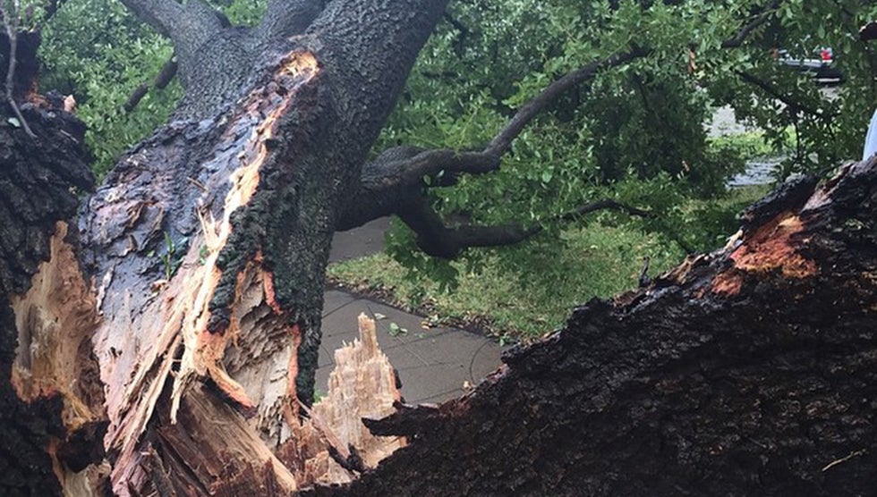 Huge tree down in Dallas, TX. (Photo: Twitter/@bkallday010 )