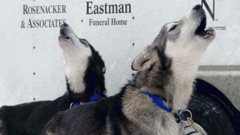 Dogs on the team of musher Scott Janssen howl before the ceremonial start of the Iditarod Trail Sled Dog Race Saturday, March 2, 2013, in Anchorage, Alaska. The competitive portion of the 1,000-mile race is scheduled to begin on Sunday in Willow, 50 miles to the north. (AP Photo/Rachel D'Oro)