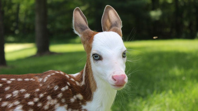 Dragon A Rare White Faced Fawn Thrives At Michigan Farm After Being Rejected By Mother The Weather Channel Articles From The Weather Channel Weather Com