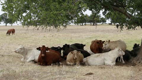 drought-cattle