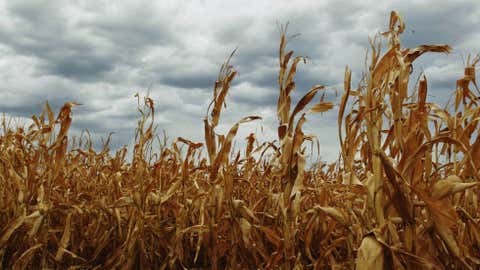 drought-dry-corn