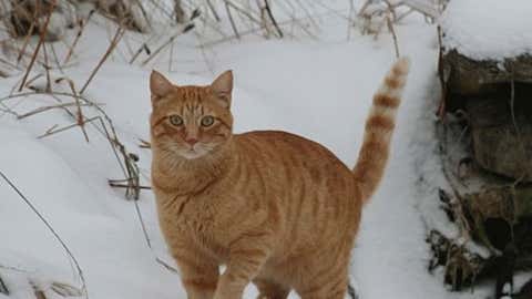 iWitness user barkit from Lewistown, Ill., sent this picture of their cat, DS, enjoying the snow.