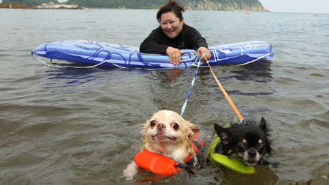 A woman and her two dogs named Yoru, right, and Hinaka bath in the water at Takeno Beach on Aug. 4, 2013, in Toyooka, Japan. (Buddhika Weerasinghe/Getty Images)