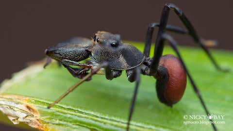 It's appearance and behavior mimics an ant perfectly. Despite being a jumping spider, it jumps only when necessary, and spends more time running about like an ant. (Courtesy Nicky Bay)