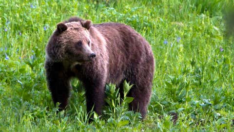 This July 6, 2011 file photo shows a grizzly bear roaming near Beaver Lake in Yellowstone National Park, Wyo. THE CANADIAN PRESS/AP/Jim Urquhart, File