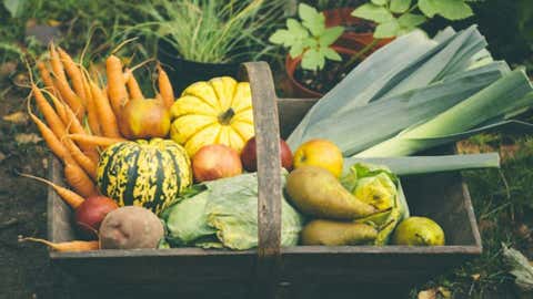 Seasonal Fall Produce