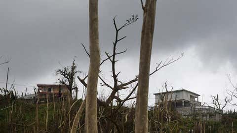 Trees and buildings stand damaged after the passing of Hurricane Maria, in Yabucoa, Puerto Rico, Thursday, September 21, 2017. (AP Photo/Carlos Giusti)