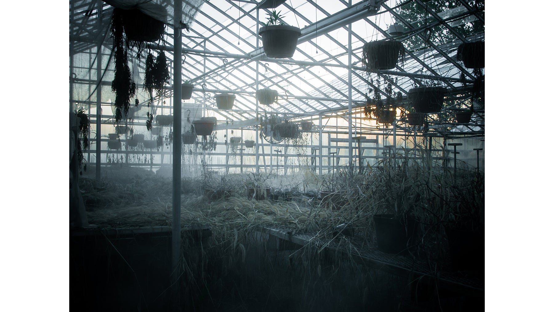 A little fog turns this once active greenhouse into an atmospheric dreamscape. (Johnny Joo Photography)