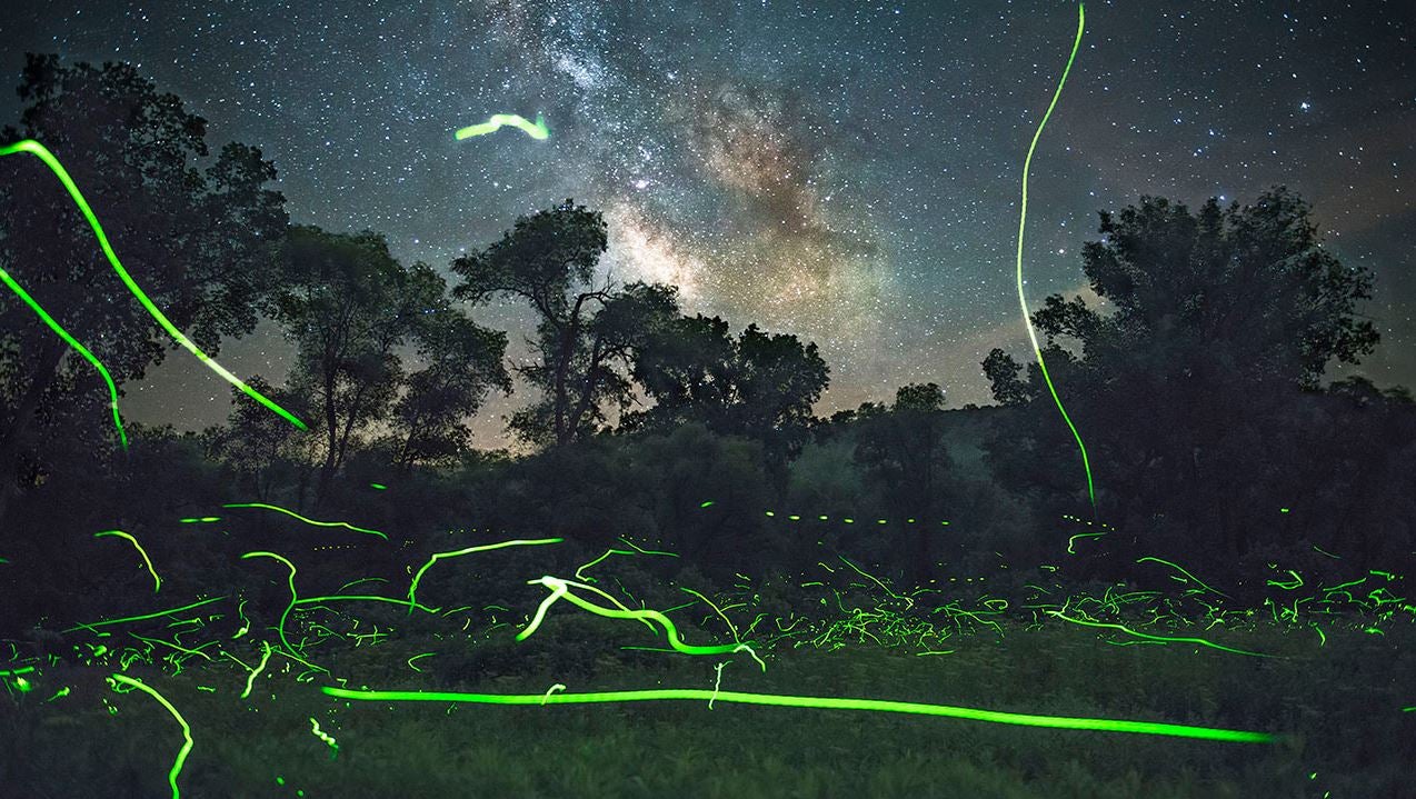 Sie leuchten um die Wette - die Sterne und die Leuchtk&auml;fer, deren Glimmen der Fotograf Adam Dorn wunderbar festgehalten hat. 