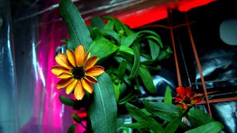 International Space Station Commander Mark Kelly recently tweeted this picture of the first flower grown in space. (Mark Kelly/NASA)