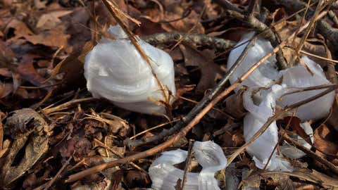 Frost flowers at Devil's Den State Park in early January 2016. (Hunter Mays/Twitter)